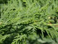 Leyland-Zypresse / Grüne Baumzypresse / Riesenzypresse -Deutschland Garten Funk Verkaufs-Shop leyland zypresse gruene baumzypresse m045595 w 1