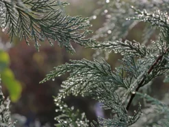 Leyland-Zypresse / Grüne Baumzypresse / Riesenzypresse -Deutschland Garten Funk Verkaufs-Shop leyland zypresse gruene baumzypresse riesenzypresse m045595 w 0