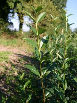 Gemeiner Liguster / Gewöhnlicher Liguster -Deutschland Garten Funk Verkaufs-Shop liguster vulgare gemeiner liguster m001886 w 1