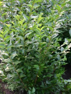 Gemeiner Liguster / Gewöhnlicher Liguster -Deutschland Garten Funk Verkaufs-Shop liguster vulgare gemeiner liguster m001886 w 2