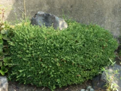 Löffel-Ilex / Japanischer Ilex 'Convexa'