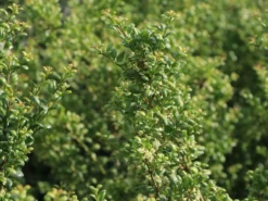 Löffel-Ilex / Japanischer Ilex 'Convexa' -Deutschland Garten Funk Verkaufs-Shop loeffel ilex japanischer ilex convexa m002070 w 1