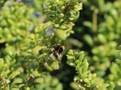 Löffel-Ilex / Japanischer Ilex 'Convexa' -Deutschland Garten Funk Verkaufs-Shop loeffel ilex japanischer ilex convexa m002070 w 3