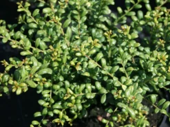 Löffel-Ilex / Japanischer Ilex 'Convexa' -Deutschland Garten Funk Verkaufs-Shop loeffel ilex japanischer ilex convexa m002070 w 4