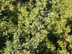 Löffel-Ilex / Japanischer Ilex 'Convexa' -Deutschland Garten Funk Verkaufs-Shop loeffel ilex japanischer ilex convexa m002070 w 5