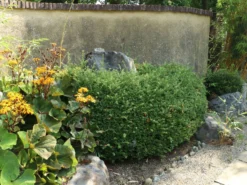 Löffel-Ilex / Japanischer Ilex 'Convexa' -Deutschland Garten Funk Verkaufs-Shop loeffel ilex japanischer ilex convexa m002070 w 6