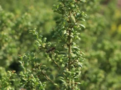 Löffel-Ilex / Japanischer Ilex 'Convexa' -Deutschland Garten Funk Verkaufs-Shop loeffel ilex japanischer ilex convexa m002070 w 7