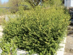 Löffel-Ilex / Japanischer Ilex 'Convexa' -Deutschland Garten Funk Verkaufs-Shop loeffel ilex japanischer ilex convexa m002070 w 8