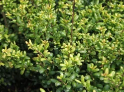 Löffel-Ilex / Japanischer Ilex 'Convexa' -Deutschland Garten Funk Verkaufs-Shop loeffel ilex japanischer ilex m002070 w 2
