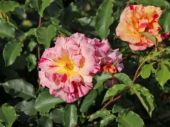 Malerrose 'Edgar Degas' ® -Deutschland Garten Funk Verkaufs-Shop malerrose edgar degas m122046 w 0