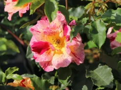 Malerrose 'Edgar Degas' ® -Deutschland Garten Funk Verkaufs-Shop malerrose edgar degas m122046 w 1