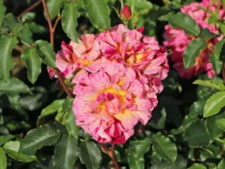 Malerrose 'Edgar Degas' ® -Deutschland Garten Funk Verkaufs-Shop malerrose edgar degas m122046 w 2