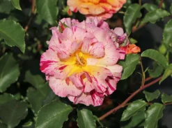 Malerrose 'Edgar Degas' ® -Deutschland Garten Funk Verkaufs-Shop malerrose edgar degas m122046 w 4