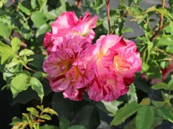 Malerrose 'Edgar Degas' ® -Deutschland Garten Funk Verkaufs-Shop malerrose edgar degas m122046 w 5