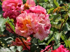 Malerrose 'Edgar Degas' ® -Deutschland Garten Funk Verkaufs-Shop malerrose edgar degas m122046 w 7