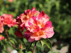 Malerrose 'Edgar Degas' ® -Deutschland Garten Funk Verkaufs-Shop malerrose edgar degas m122046 w 8
