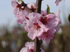 Mandel 'Mandelkönigin' -Deutschland Garten Funk Verkaufs-Shop mandel mandelkoenigin m113693 w 1
