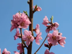 Mandel 'Mandelkönigin' -Deutschland Garten Funk Verkaufs-Shop mandel mandelkoenigin m113693 w 2