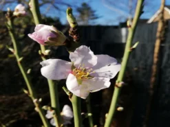 Mandel 'Säulenmandel' -Deutschland Garten Funk Verkaufs-Shop mandel saeulenmandel m103387 1236719 0