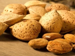 Mandel 'Säulenmandel'