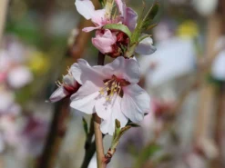 Mandel 'Säulenmandel' -Deutschland Garten Funk Verkaufs-Shop mandel saeulenmandel m103387 w 0