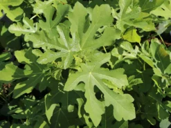 Melonen-Feige 'Panaché' -Deutschland Garten Funk Verkaufs-Shop melonen feige panach m113580 w 1