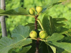 Melonen-Feige 'Panaché' -Deutschland Garten Funk Verkaufs-Shop melonen feige panach m113580 w 2