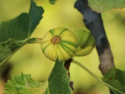 Melonen-Feige 'Panaché' -Deutschland Garten Funk Verkaufs-Shop melonen feige panach m113580 w 3