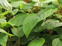 Deutschland Garten Funk Verkaufs-Shop 8 Minikiwi 'Fresh Jumbo'