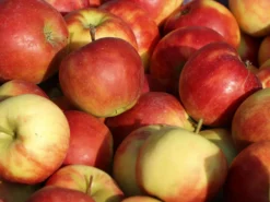 Ministämmchen Apfel 'Elstar'