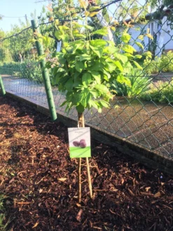 Ministämmchen Pflaume / Zwetsche 'Jojo' ® -Deutschland Garten Funk Verkaufs-Shop ministaemmchen pflaume zwetsche jojo m007981 871159 0