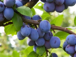 Ministämmchen Pflaume / Zwetsche 'Jojo' ®