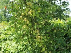 Mirabelle 'Bellamira' -Deutschland Garten Funk Verkaufs-Shop mirabelle bellamira m054313 w 0