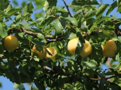 Mirabelle 'Bellamira' -Deutschland Garten Funk Verkaufs-Shop mirabelle bellamira m054313 w 1