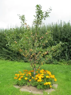 Mirabelle 'Bellamira' -Deutschland Garten Funk Verkaufs-Shop mirabelle bellamira s m054313 193676 0