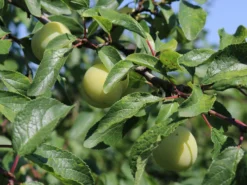 Mirabelle 'Bellamira' -Deutschland Garten Funk Verkaufs-Shop mirabelle bellamira s m054313 w 0