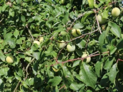 Mirabelle 'Bellamira' -Deutschland Garten Funk Verkaufs-Shop mirabelle bellamira s m054313 w 1