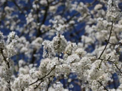 Mirabelle 'Bellamira' -Deutschland Garten Funk Verkaufs-Shop mirabelle bellamira s m054313 w 2