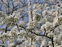 Mirabelle 'Bellamira' -Deutschland Garten Funk Verkaufs-Shop mirabelle bellamira s m054313 w 3