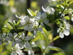 Mirabelle 'Bellamira' -Deutschland Garten Funk Verkaufs-Shop mirabelle bellamira s m054313 w 5