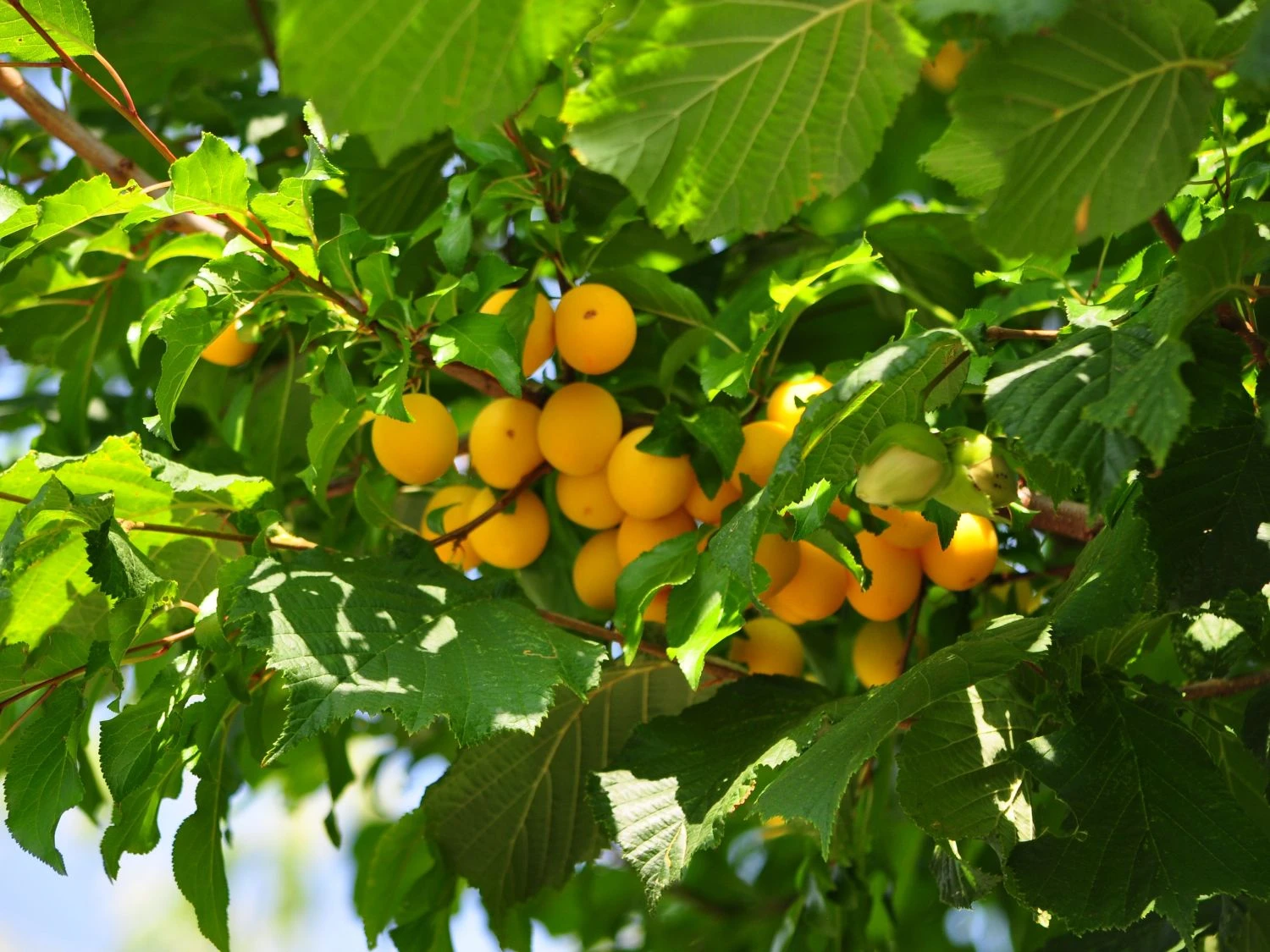 Mirabelle 'Miragrande' (S) 2 Mirabelle 'Miragrande' (S) – Bild 2