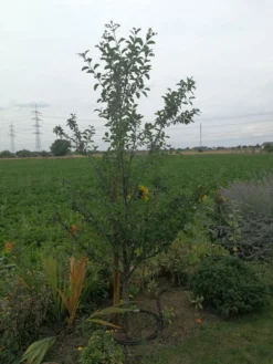 'Mirabelle Von Nancy', 'Doppelte Mirabelle' 13 'Mirabelle Von Nancy', 'Doppelte Mirabelle' -Deutschland Garten Funk Verkaufs-Shop mirabelle von nancy doppelte mirabelle m000546 947791 0