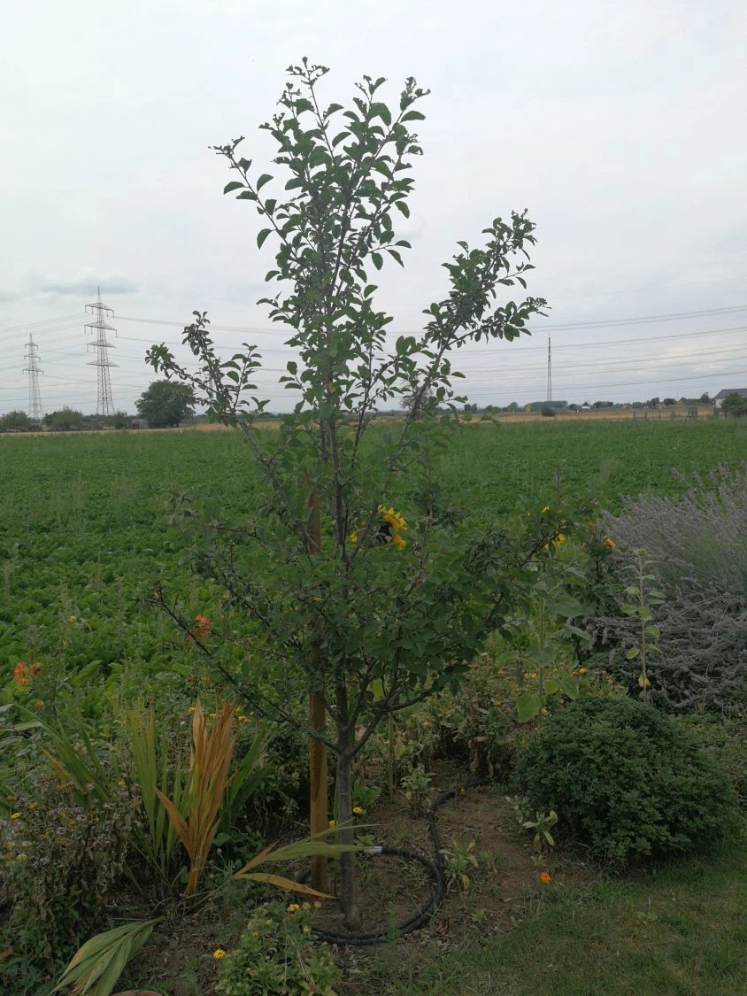 'Mirabelle Von Nancy', 'Doppelte Mirabelle' 7 'Mirabelle Von Nancy', 'Doppelte Mirabelle' – Bild 7