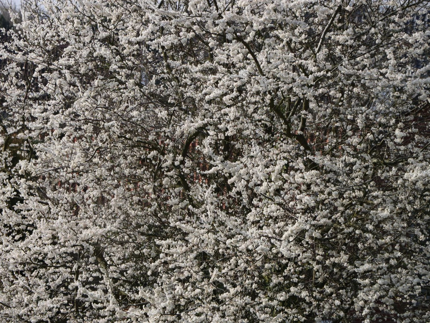 'Mirabelle Von Nancy', 'Doppelte Mirabelle' 2 'Mirabelle Von Nancy', 'Doppelte Mirabelle' – Bild 2