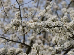 'Mirabelle Von Nancy', 'Doppelte Mirabelle' 9 'Mirabelle Von Nancy', 'Doppelte Mirabelle' -Deutschland Garten Funk Verkaufs-Shop mirabelle von nancy doppelte mirabelle m000546 w 2