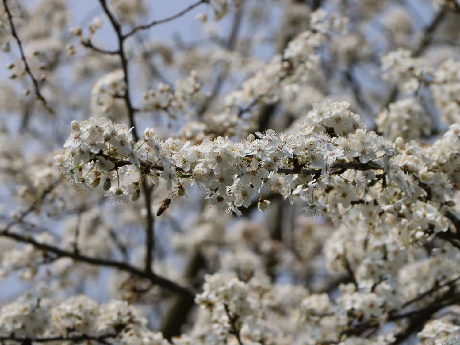 'Mirabelle Von Nancy', 'Doppelte Mirabelle' 3 'Mirabelle Von Nancy', 'Doppelte Mirabelle' – Bild 3