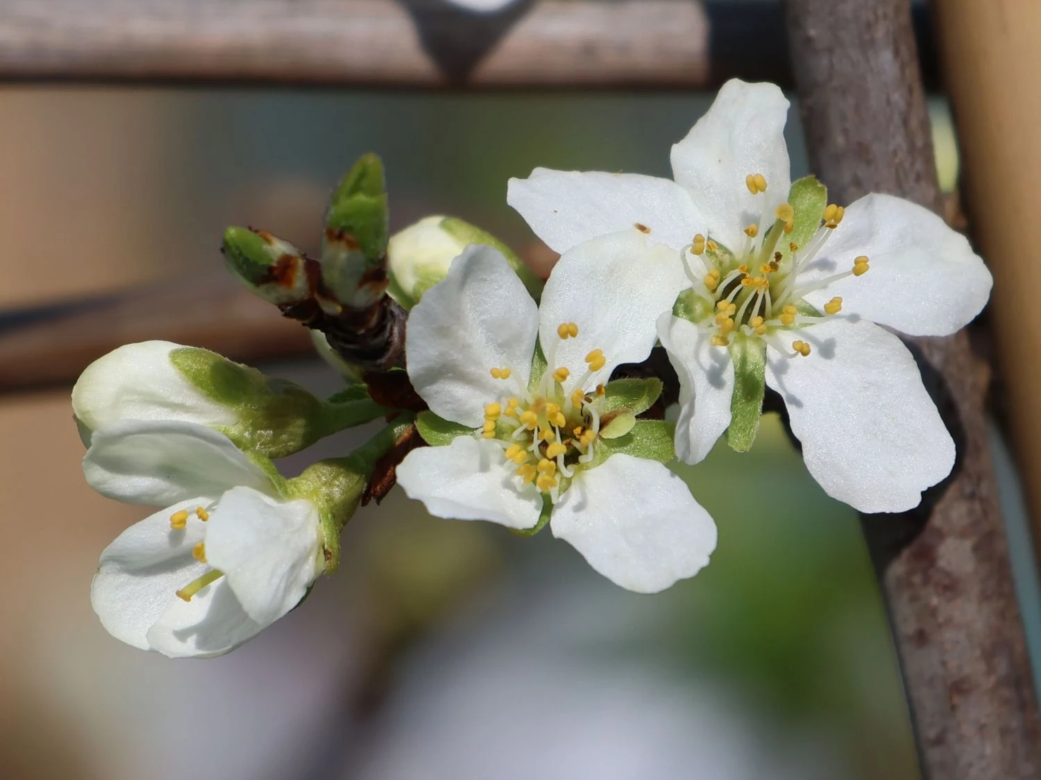'Mirabelle Von Nancy', 'Doppelte Mirabelle' 5 'Mirabelle Von Nancy', 'Doppelte Mirabelle' – Bild 5