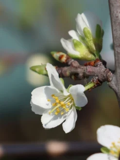 'Mirabelle Von Nancy', 'Doppelte Mirabelle' 12 'Mirabelle Von Nancy', 'Doppelte Mirabelle' -Deutschland Garten Funk Verkaufs-Shop mirabelle von nancy doppelte mirabelle m000546 w 4