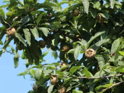 Mispel 'Westerveld' -Deutschland Garten Funk Verkaufs-Shop mispel westerveld m090438 w 0