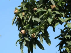 Mispel 'Westerveld' -Deutschland Garten Funk Verkaufs-Shop mispel westerveld m090438 w 1